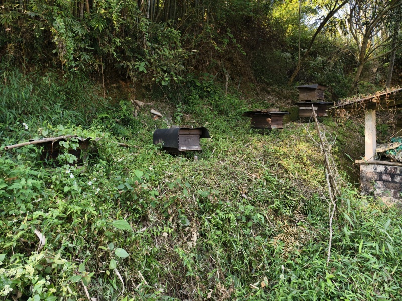 正宗自家散养山中土蜂蜜