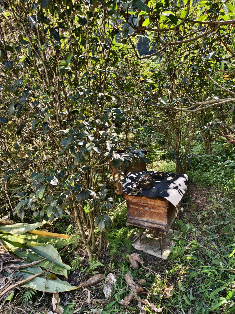 正宗自家散养山中土蜂蜜
