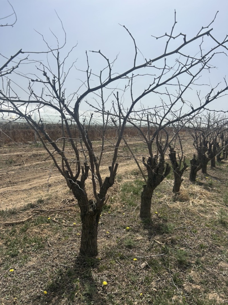 10-15公分占地枣树量大便宜