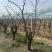 10-15公分占地枣树量大便宜