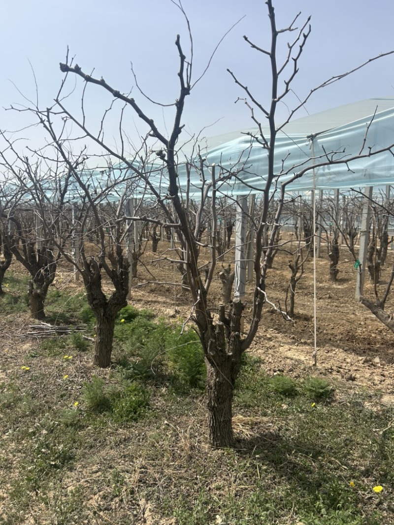 10-15公分占地枣树量大便宜