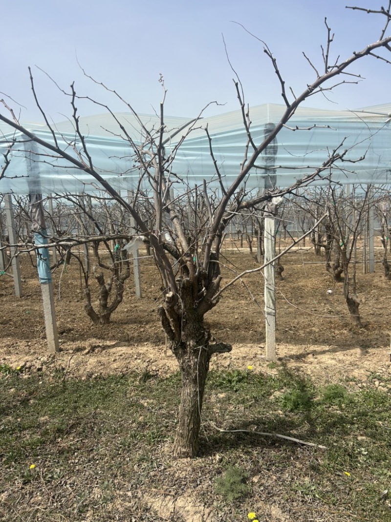 10-15公分占地枣树量大便宜