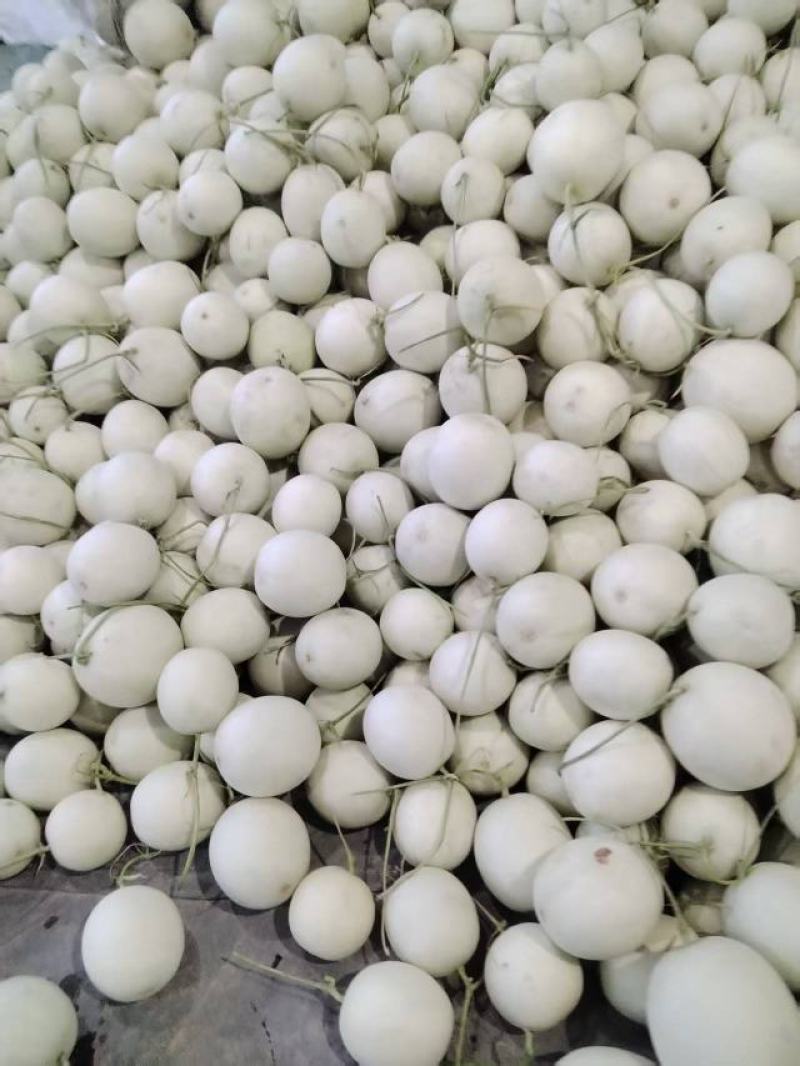 海南哈密瓜产地直发量大价优保质保量欢迎随时电话洽谈
