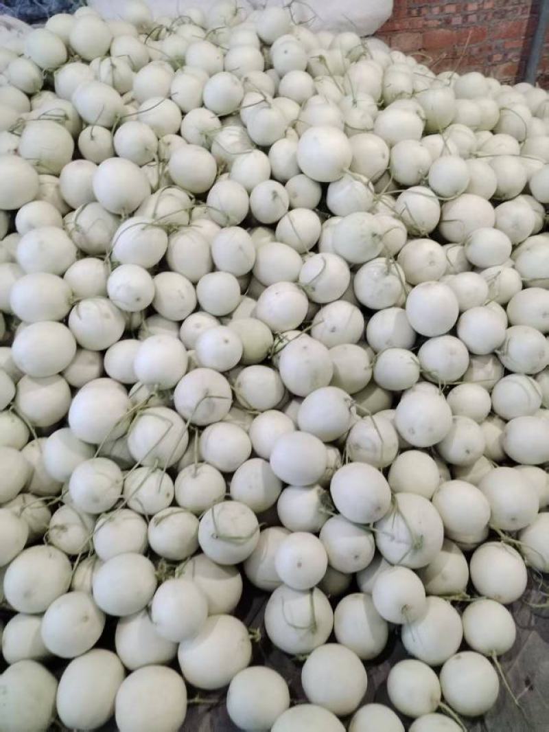 海南哈密瓜产地直发量大价优保质保量欢迎随时电话洽谈