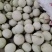 海南哈密瓜产地直发量大价优保质保量欢迎随时电话洽谈