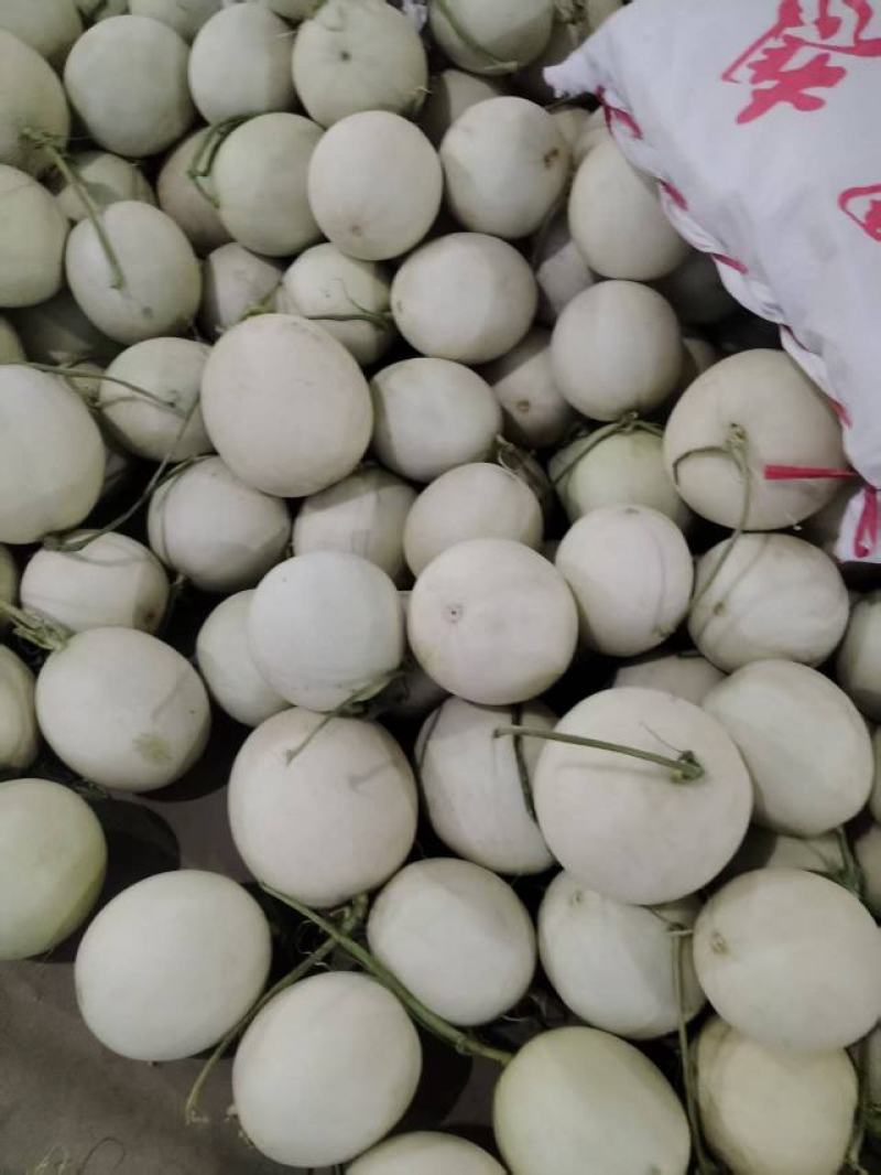 海南哈密瓜产地直发量大价优保质保量欢迎随时电话洽谈