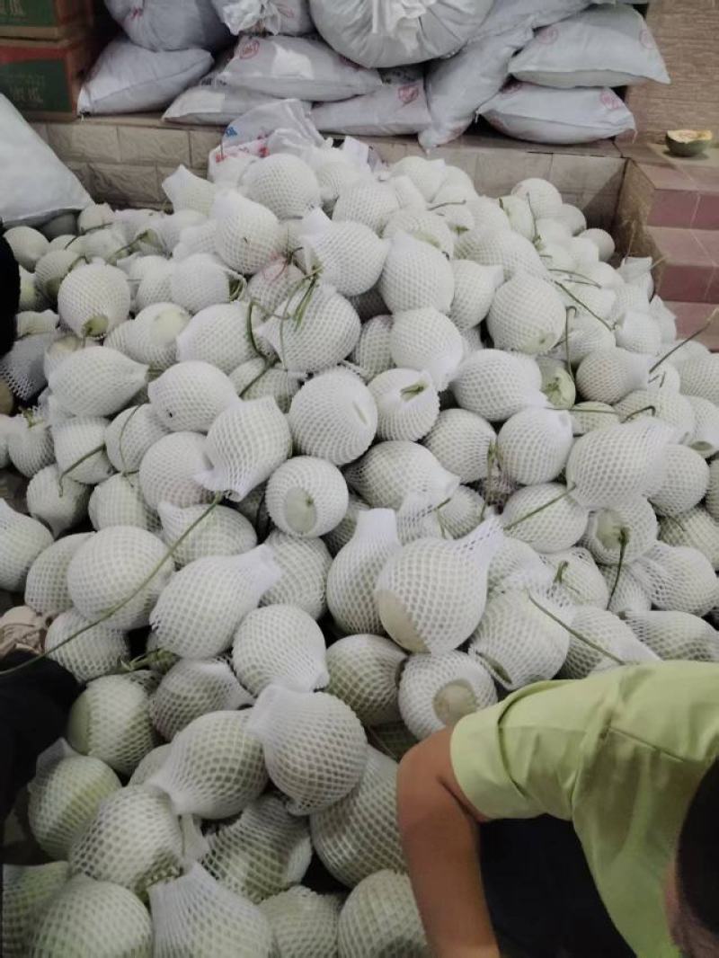 海南哈密瓜产地直发量大价优保质保量欢迎随时电话洽谈