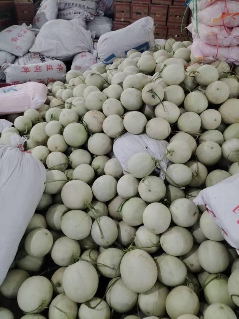 海南哈密瓜产地直发量大价优保质保量欢迎随时电话洽谈