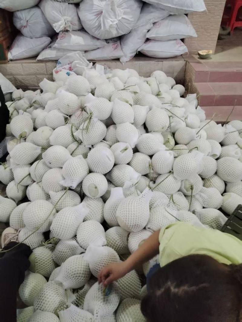 海南哈密瓜产地直发量大价优保质保量欢迎随时电话洽谈