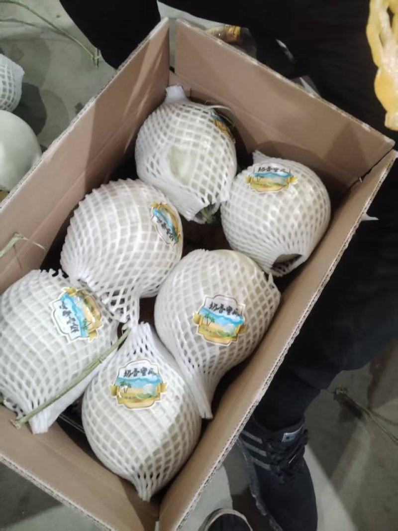 海南哈密瓜产地直发量大价优保质保量欢迎随时电话洽谈