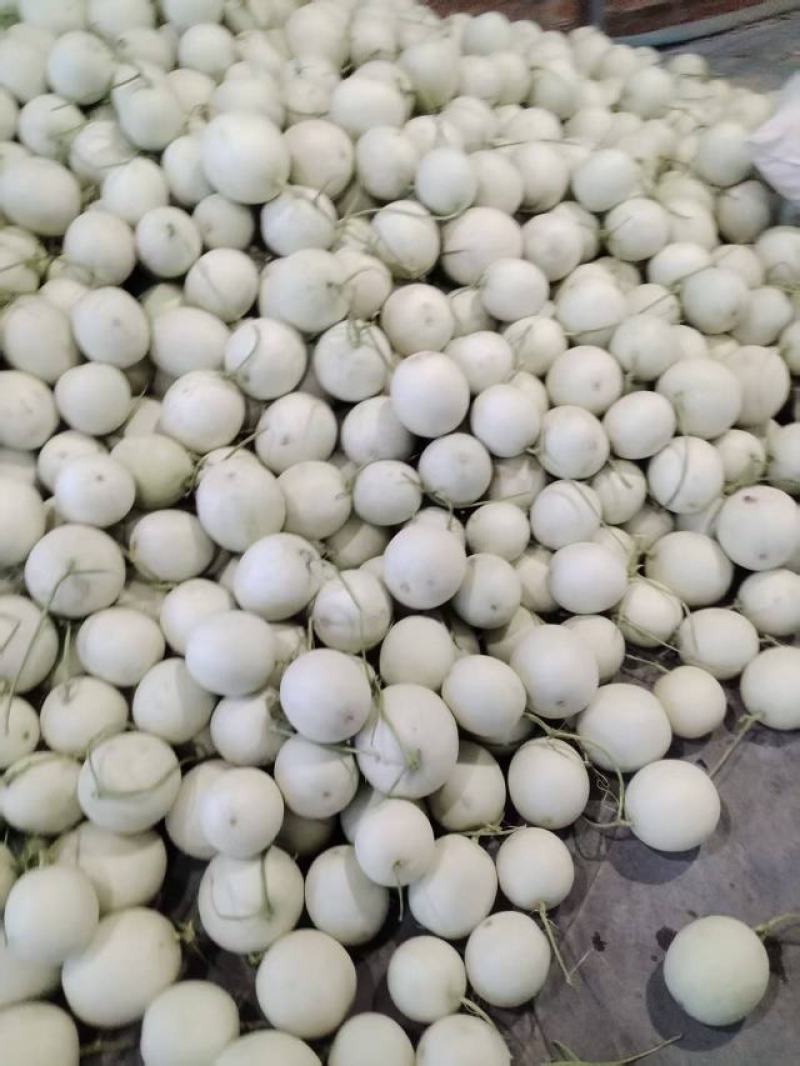 海南哈密瓜产地直发量大价优保质保量欢迎随时电话洽谈