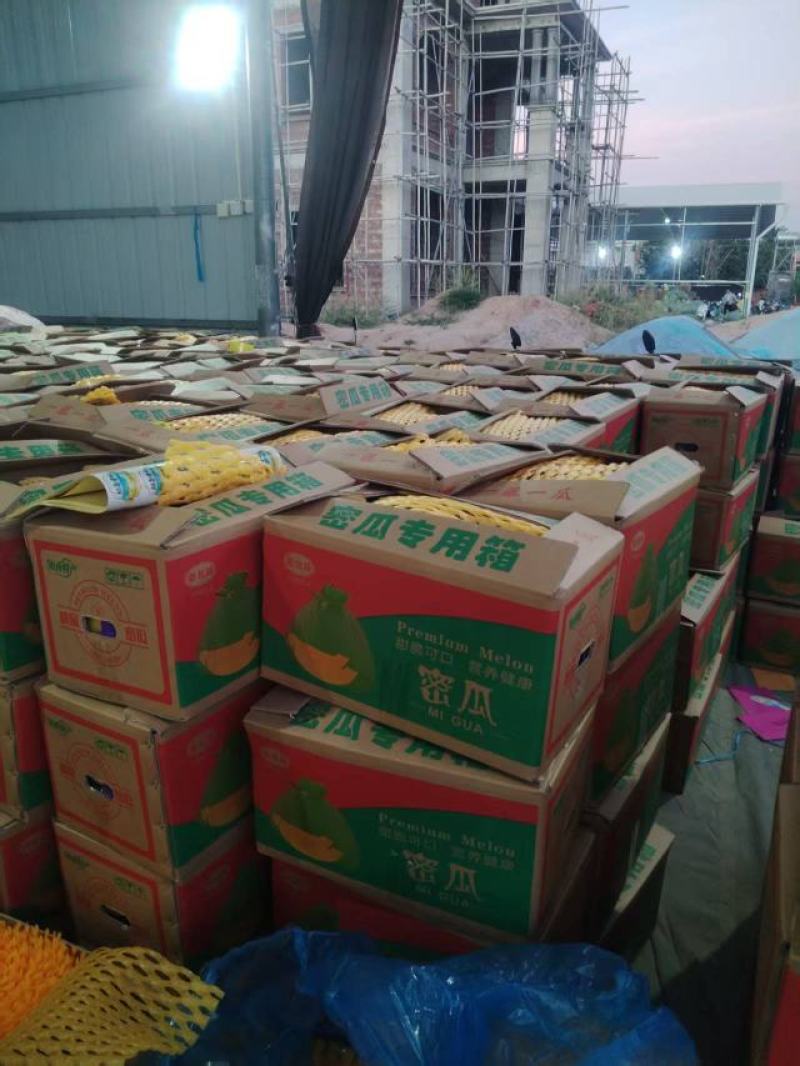 海南晓蜜25哈密瓜，产地直发，量大价优保质保量