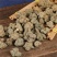 夏天无批发优质夏天无产地货源量大价优