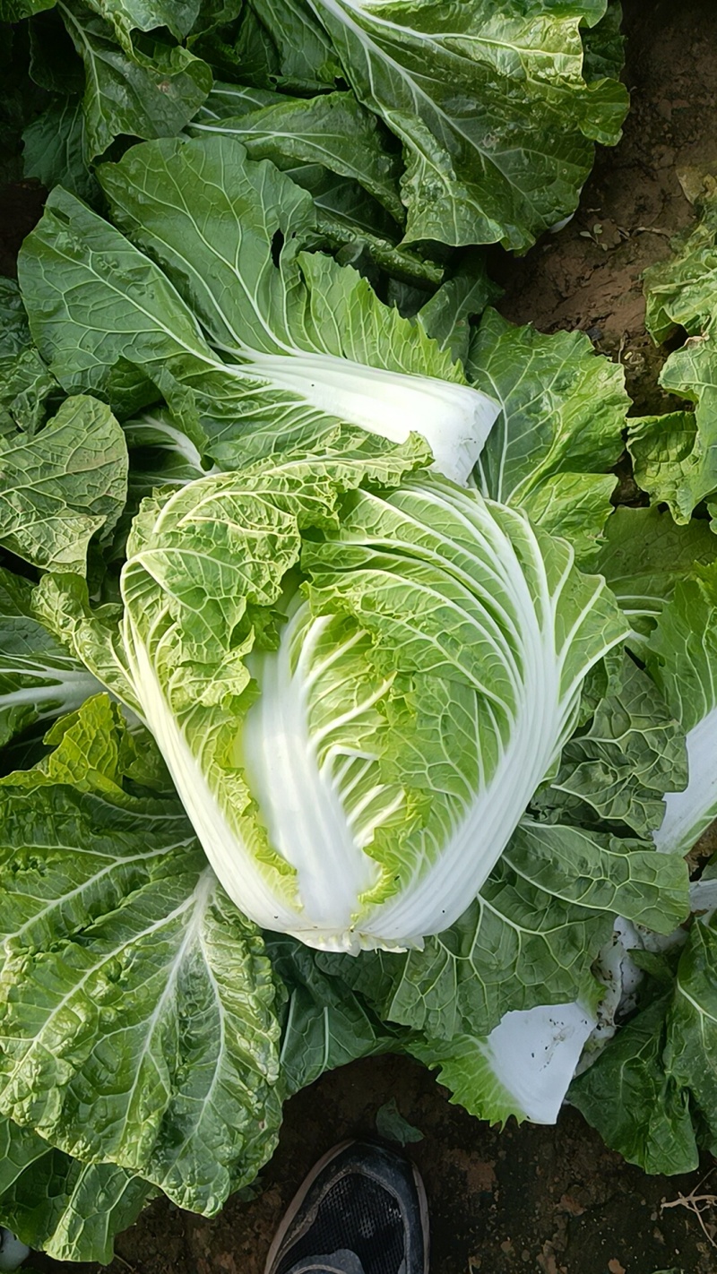 大白菜868，代发