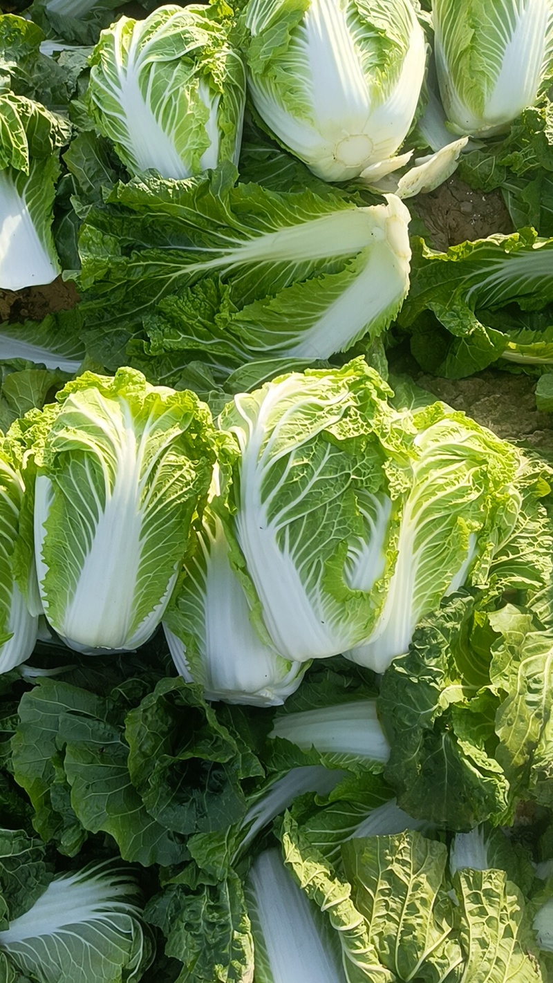 大白菜868，代发