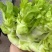 四川精品儿菜大量供应货源充足，量大从优对接全国