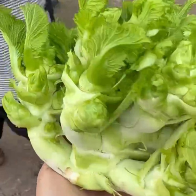 四川精品儿菜大量供应货源充足，量大从优对接全国