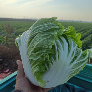 大白菜868，有要的联系