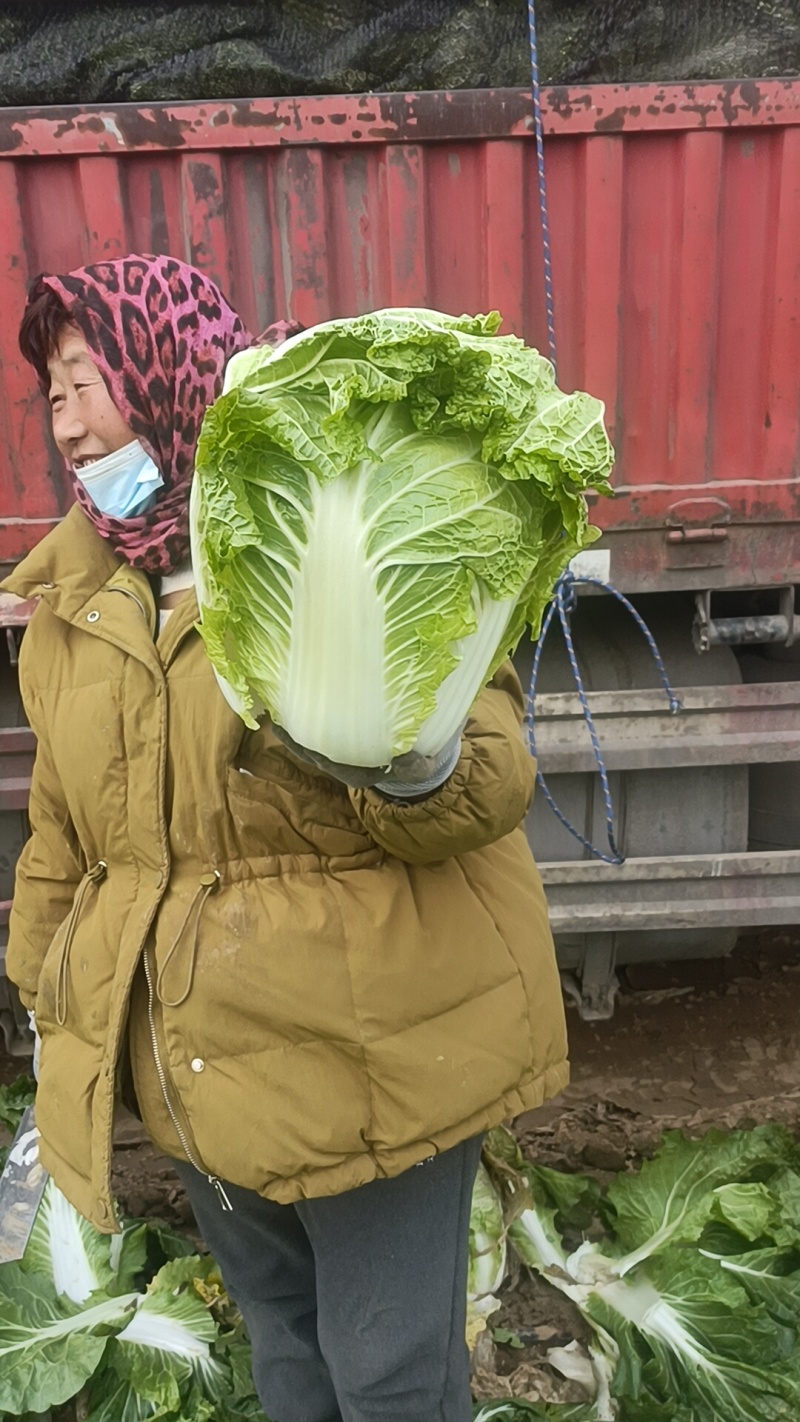 大白菜868，有要的联系