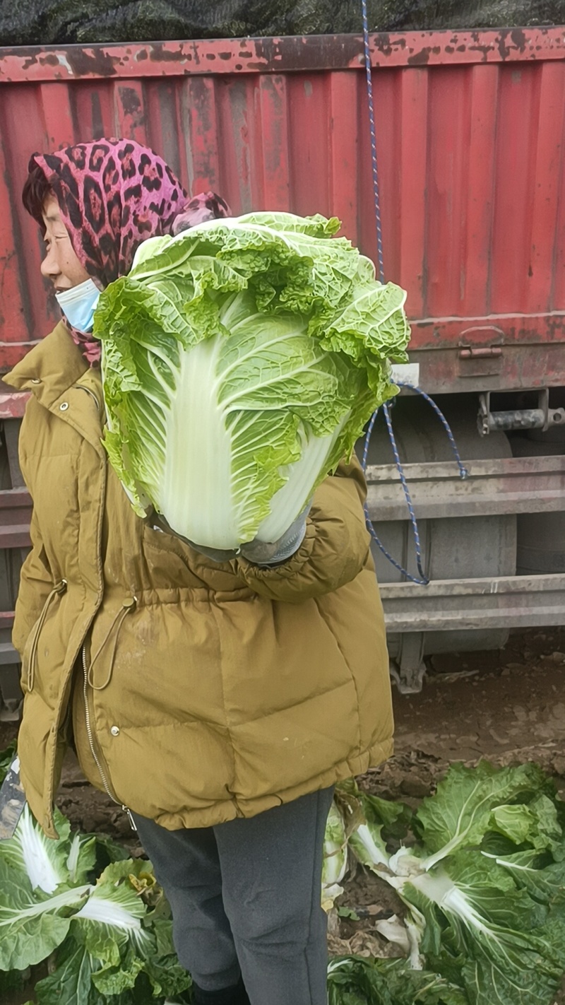 大白菜868，有要的联系