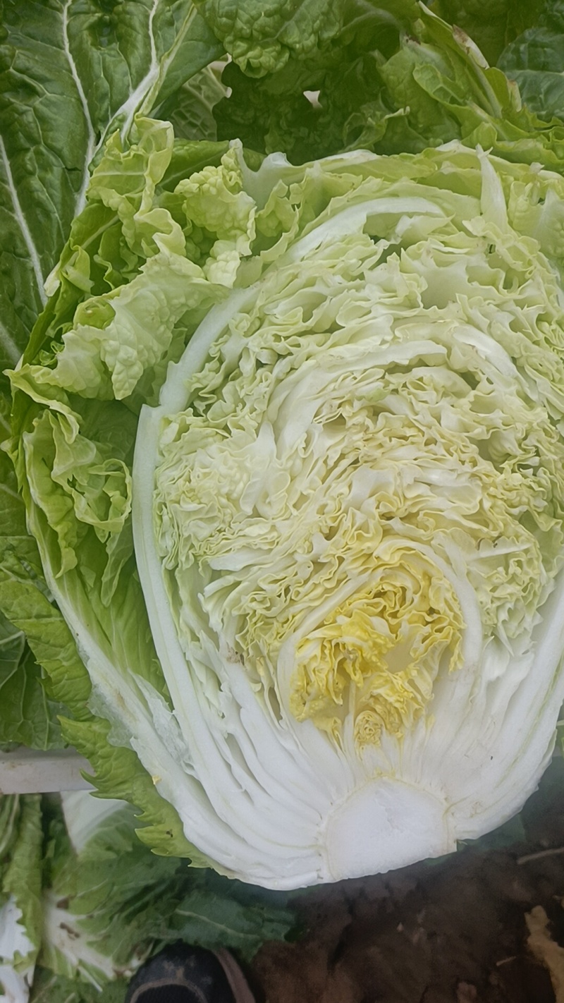 大白菜868，有要的联系