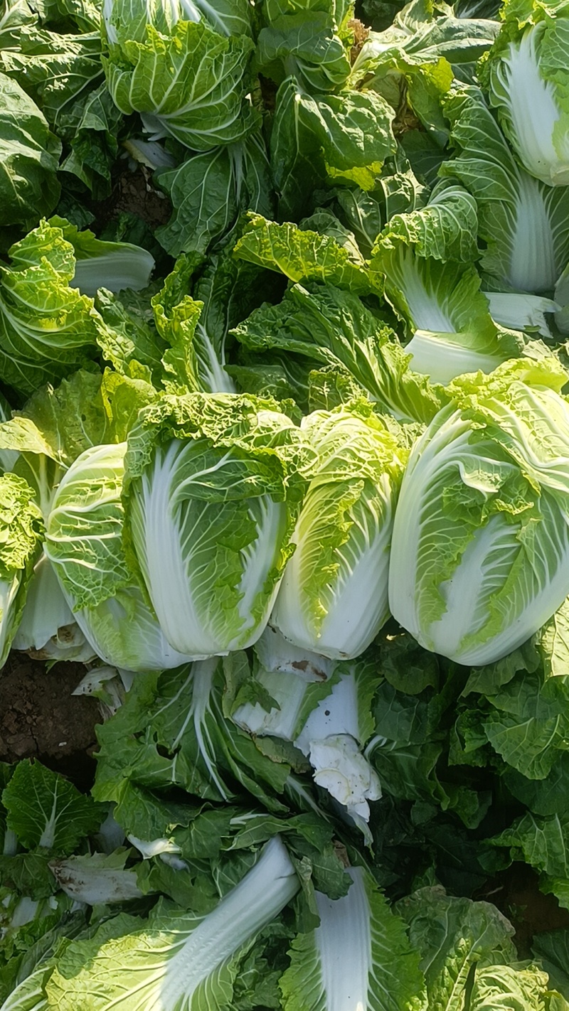 大白菜868，有要的联系