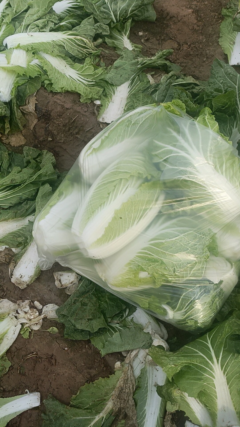 大白菜868，有要的联系