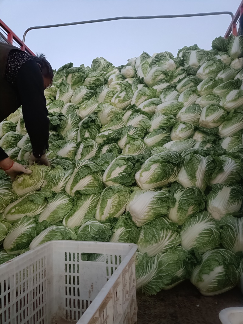 大白菜868，有要的联系