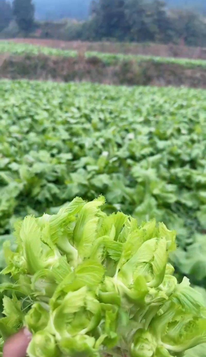 四川精品儿菜大量供应货源充足，量大从优对接全国