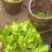 四川精品儿菜大量供应货源充足，量大从优对接全国