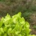 四川精品儿菜大量供应货源充足，量大从优对接全国