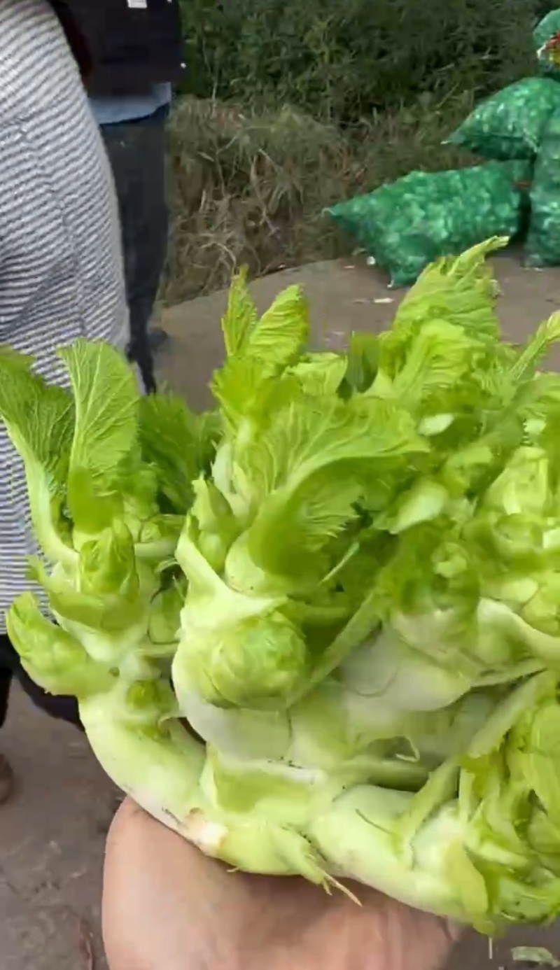 四川精品儿菜大量供应货源充足，量大从优对接全国