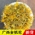 五彩花金银花批发优质五彩花颜色亮丽量大价优