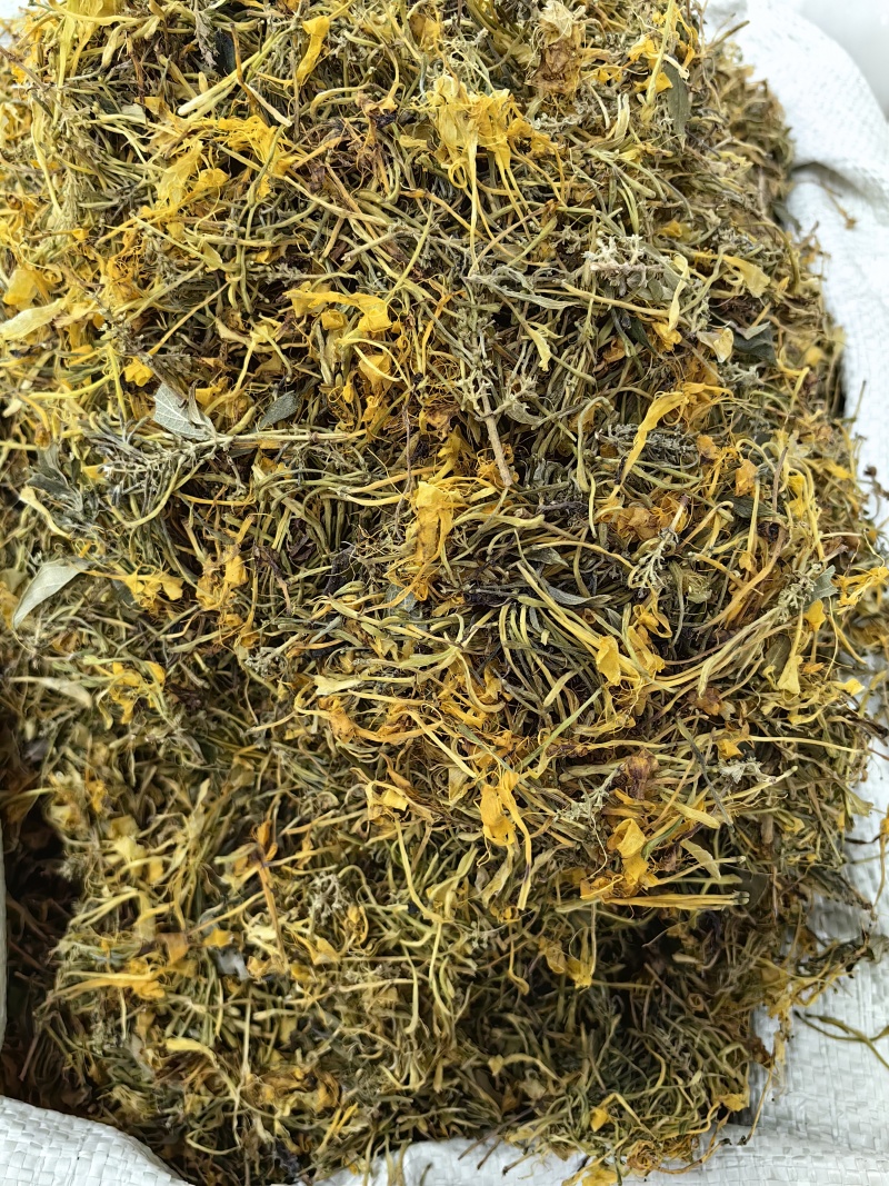 五彩花金银花批发优质五彩花颜色亮丽量大价优