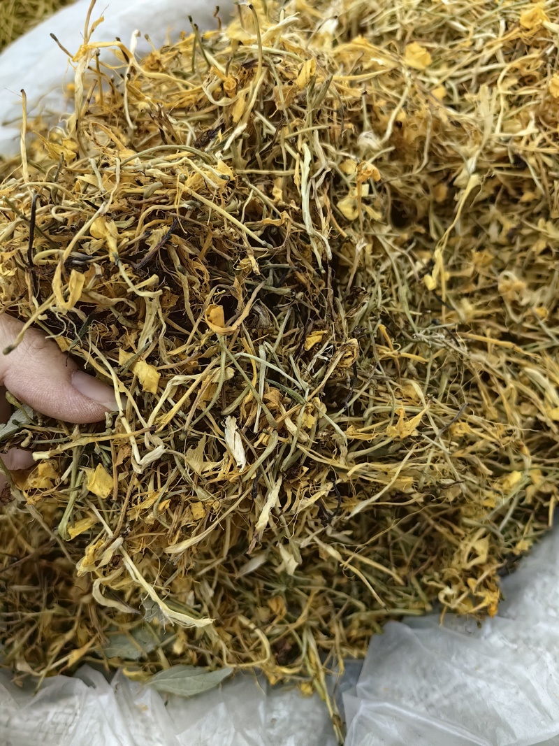 五彩花金银花批发优质五彩花颜色亮丽量大价优