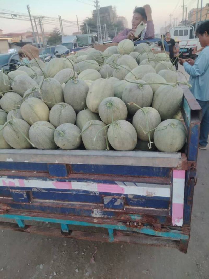 海南乐东晓蜜25哈密瓜，产地直发，量大价优保质保量