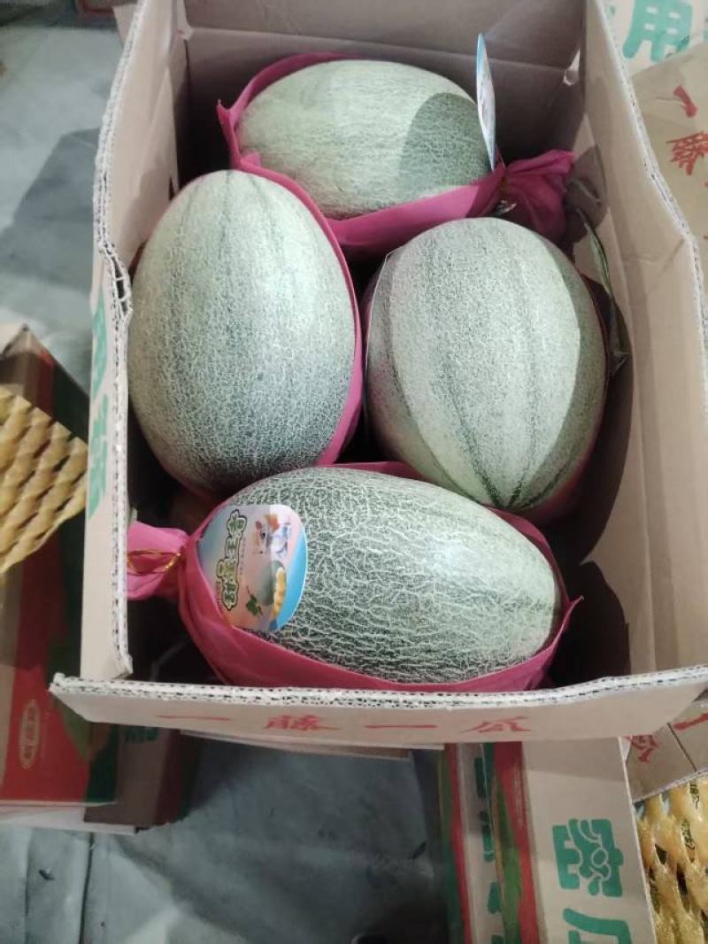 海南乐东晓蜜25哈密瓜，产地直发，量大价优保质保量