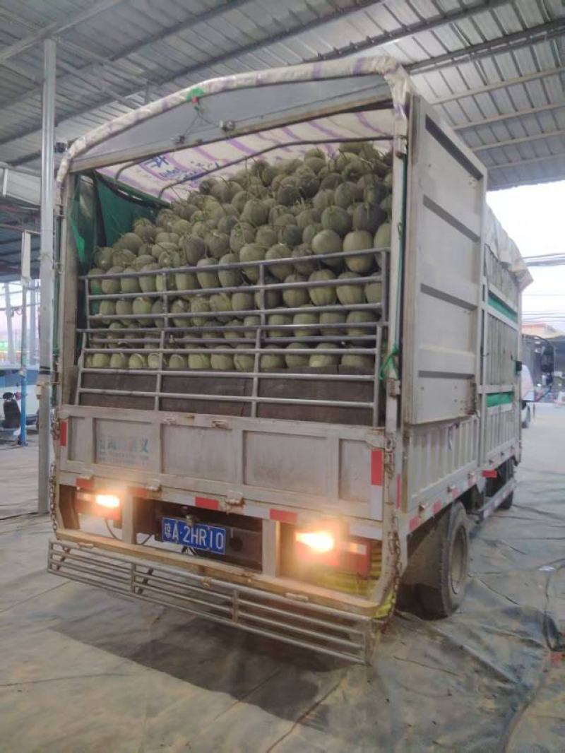 海南乐东晓蜜25哈密瓜，产地直发，量大价优保质保量
