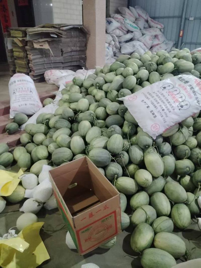 海南乐东晓蜜25哈密瓜，产地直发，量大价优保质保量