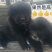 拉布拉多幼犬