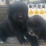 拉布拉多幼犬