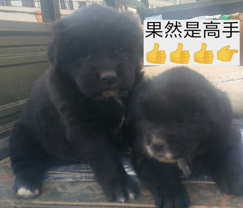 拉布拉多幼犬