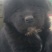 拉布拉多幼犬