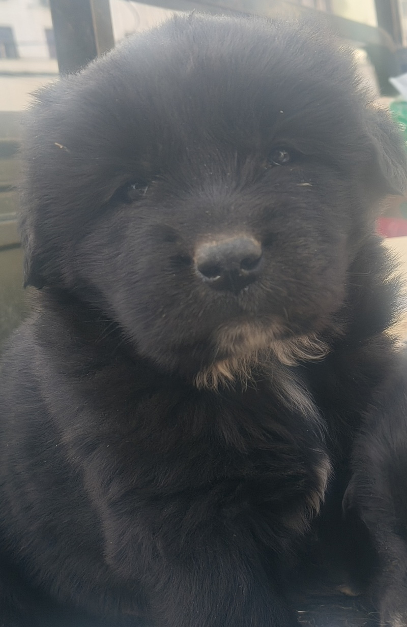 拉布拉多幼犬