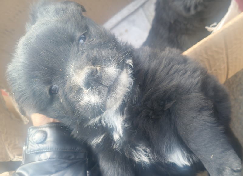 拉布拉多幼犬