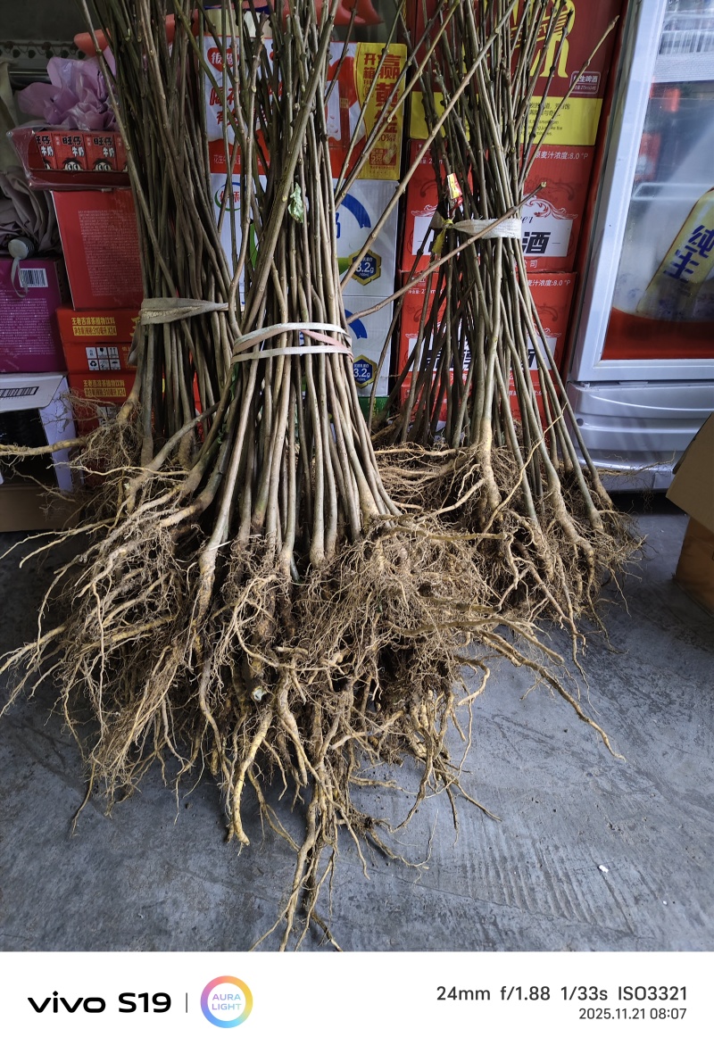 黄柏苗出售，有需要的联系我，全国发货