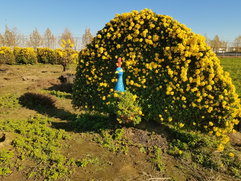 实菊花苗爬藤菊花苗，做艺菊造型用大悬崖菊花苗货源充足