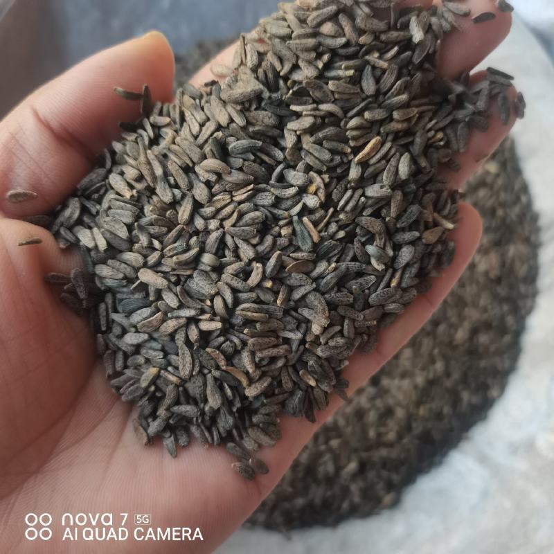 中草药牛蒡子中药材正品牛蒡子牛子大力子茶牛蒡子