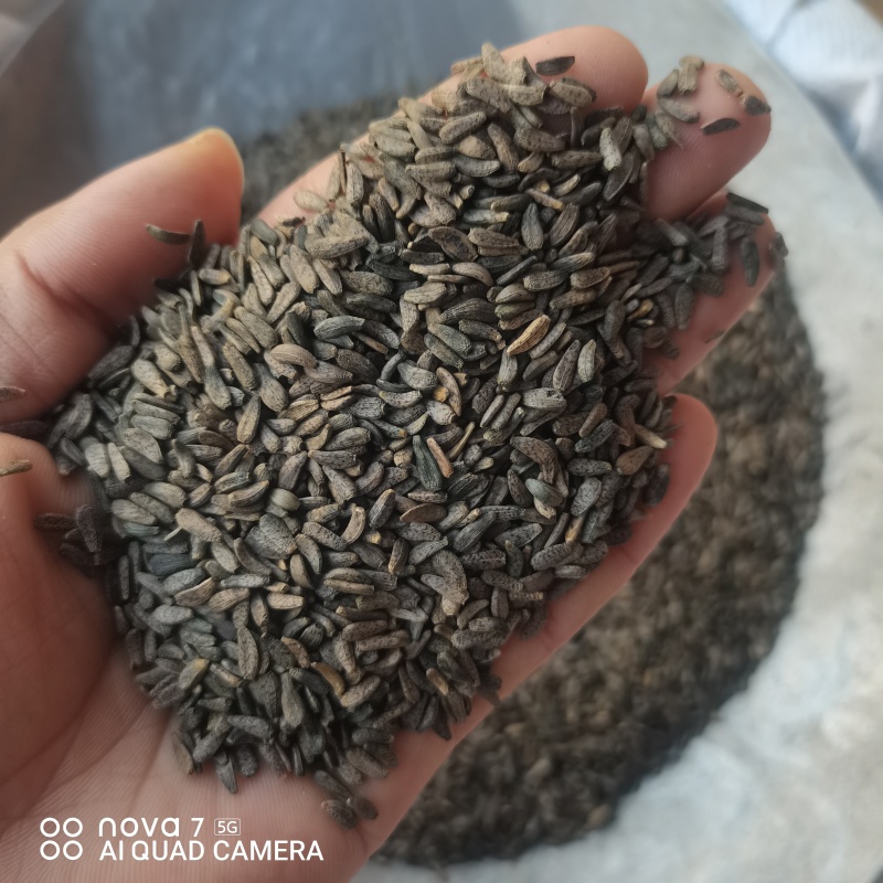 中草药牛蒡子中药材正品牛蒡子牛子大力子茶牛蒡子