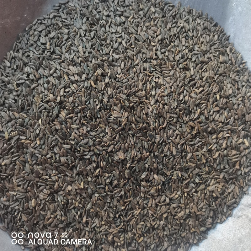 中草药牛蒡子中药材正品牛蒡子牛子大力子茶牛蒡子